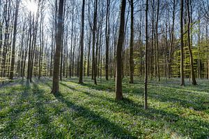 Haller forest sur Menno Schaefer