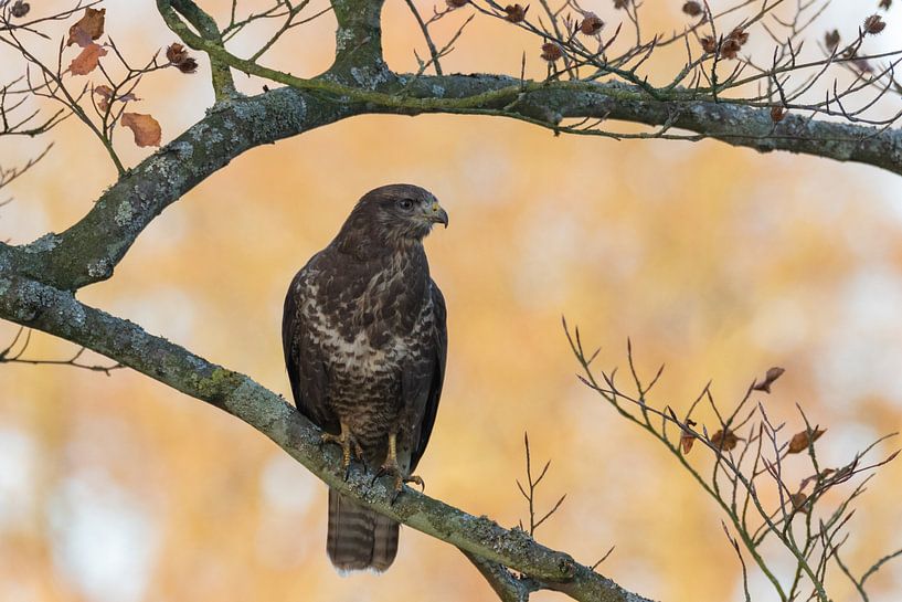 Buizerd van Niels Hamelynck
