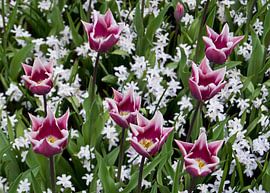 Hollands roze
