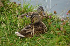Stockente auf der Wiese