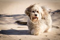Little dog playing in the dunes