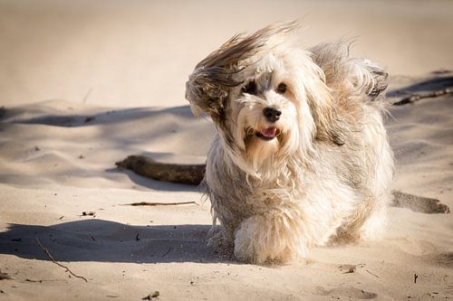 Chien jouant dans les dunes