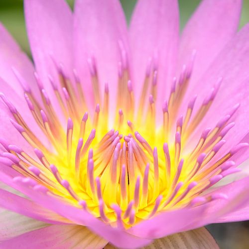 Nymphaea no. 1