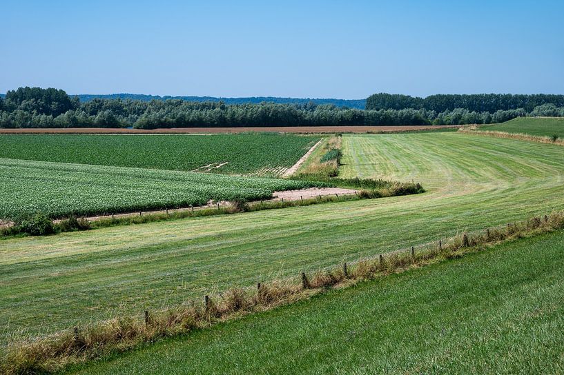 Grüne Ufer und Wiesen auf dem Deich der Waal, Millinger von Werner Lerooy