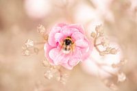Hommel