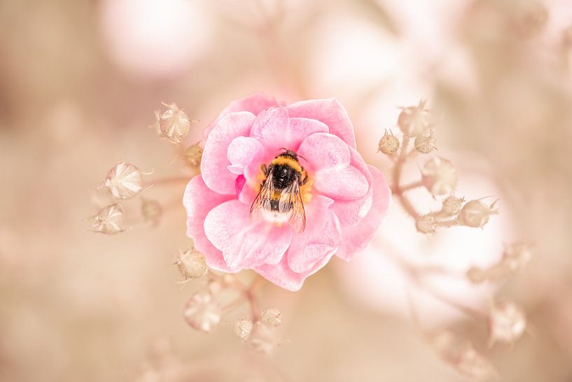 Bumblebee by Jeroen Mikkers