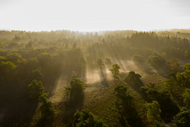 Sunrise over a misty forest during a summer morning by Sjoerd van der Wal Photography