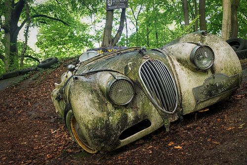 Jaguar in den Wäldern