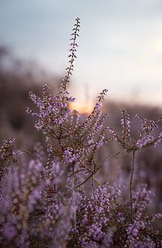 Bloeiende paarse heide met zonsondergang