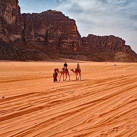 Kamele in der Wüste Wadi Rum