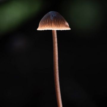 mini paddenstoel van Nienke Planken