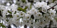 Witte bloesem