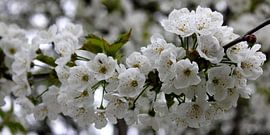 Witte bloesem by Rob Hendriks