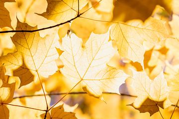 Herbstfarben des Ahornbaums I von Tim Emmerzaal