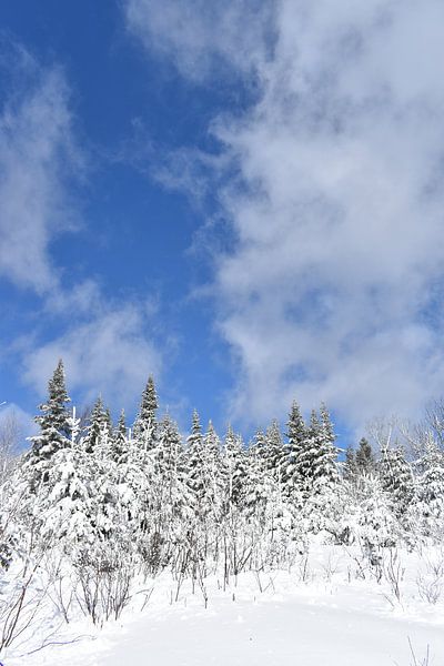 Une forêt enneigé après la tempête par Claude Laprise