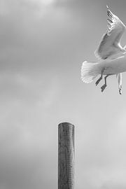 Mouette et poteau sur Jeroen van Ingen