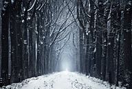 Het bevroren bospad van Rob Visser thumbnail