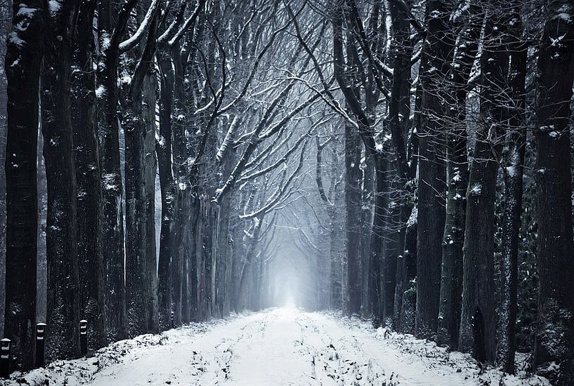 Der gefrorene Waldweg von Rob Visser