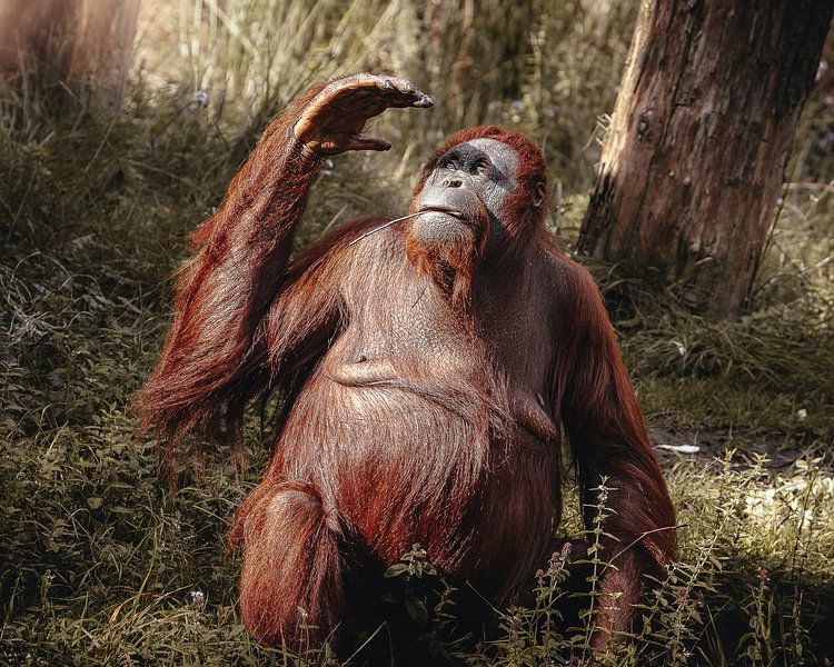 Orang-outan au soleil par Lynn Meijer