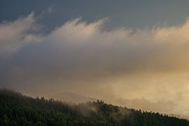 Allemagne, Forêt Noire, Fribourg, Arbres verts avec soleil sur adventure-photos