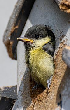 Jeune mésange charbonnière sur Paul Veen