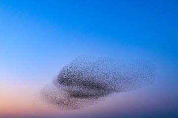 Spreeuwen groep in de lucht tijdens zonsondergang van Sjoerd van der Wal Fotografie