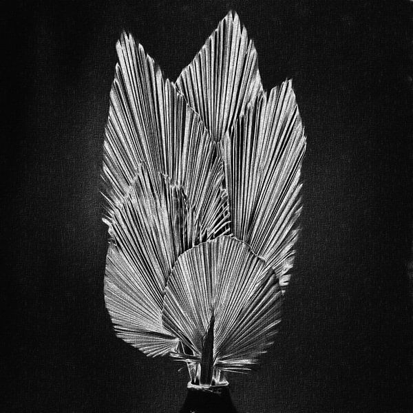 Still life dried palm tree leaves by Maurice Dawson