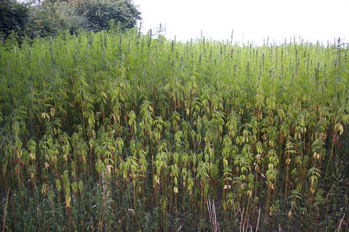 Cannabis  Sativa