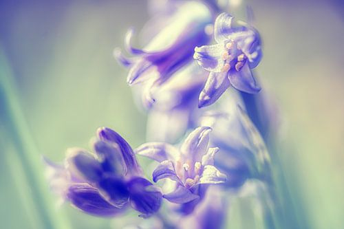 Dreamy pastel coloured bunch of hyacinth