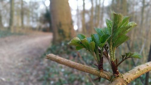 close up van een tak