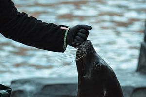 Snuffelende zeehond van Winfred van den Bor