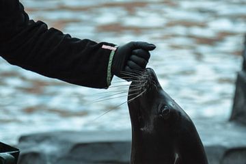 Snuffelende zeehond van Winfred van den Bor