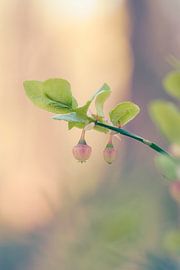 A dreamy image of blueberries in bloom by Rêve
