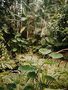 Petite jungle sur Marika Huisman fotografie