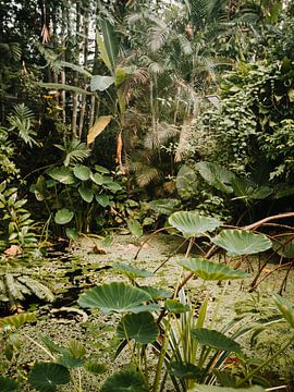 Jungle in de kas van Marika Huisman fotografie