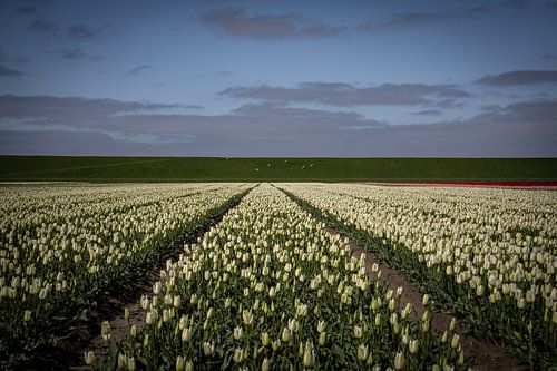 Tulipes blanches dans la province de Groningue sur Bo Scheeringa Photography