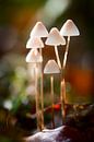 Groepje paddenstoelen van Mark Scheper thumbnail