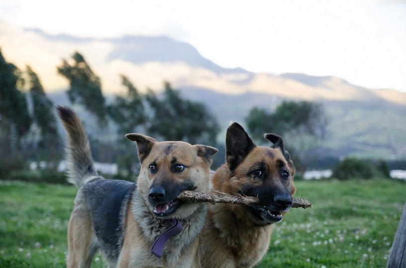 Honden von Annemarie Winkelhagen
