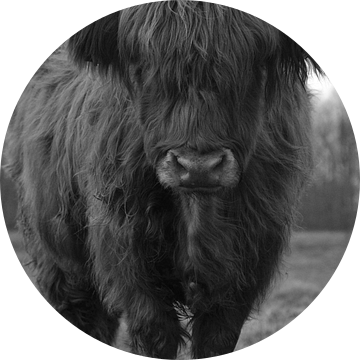 Schotse hooglander stier zwart wit van Sascha van Dam