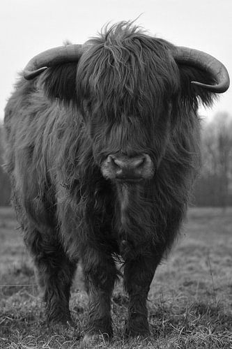 Schotse hooglander stier zwart wit
