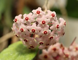 Wachsblume von Matthias Brix