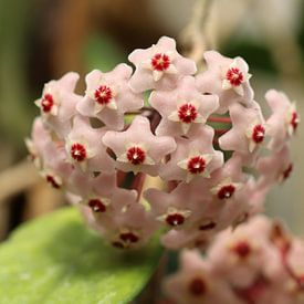 Wachsblume von Matthias Brix