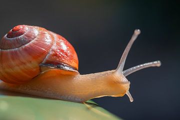 A snail's pace, a leisurely stroll. by Jolanda de Jong-Jansen