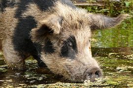 Pig eats duckweed by Carla van Zomeren