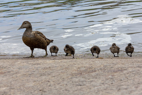 Eidereenden
