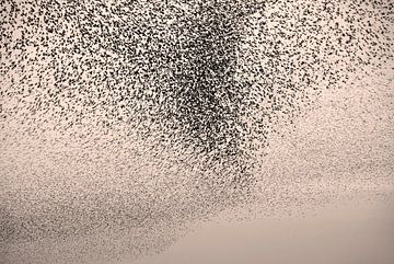 Starling swarm3 by Franke de Jong