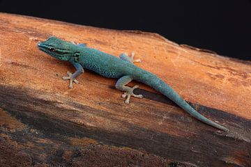 Electric Blue Day Gecko (Lygodactylus Williamsi) by Ronald Pol