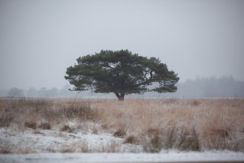 Standing Strong van DaphnesEquiphotography