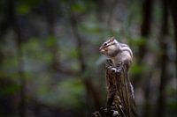 Écureuil sur un tronc d'arbre 2
