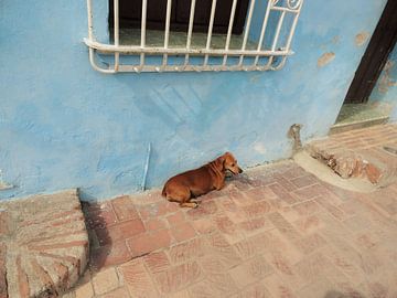 Een hondenleven op Cuba by Bianca Louwerens